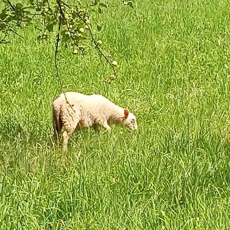 Domek Caloroczny Zagroda Mlynski Sulkowice  Luaran gambar