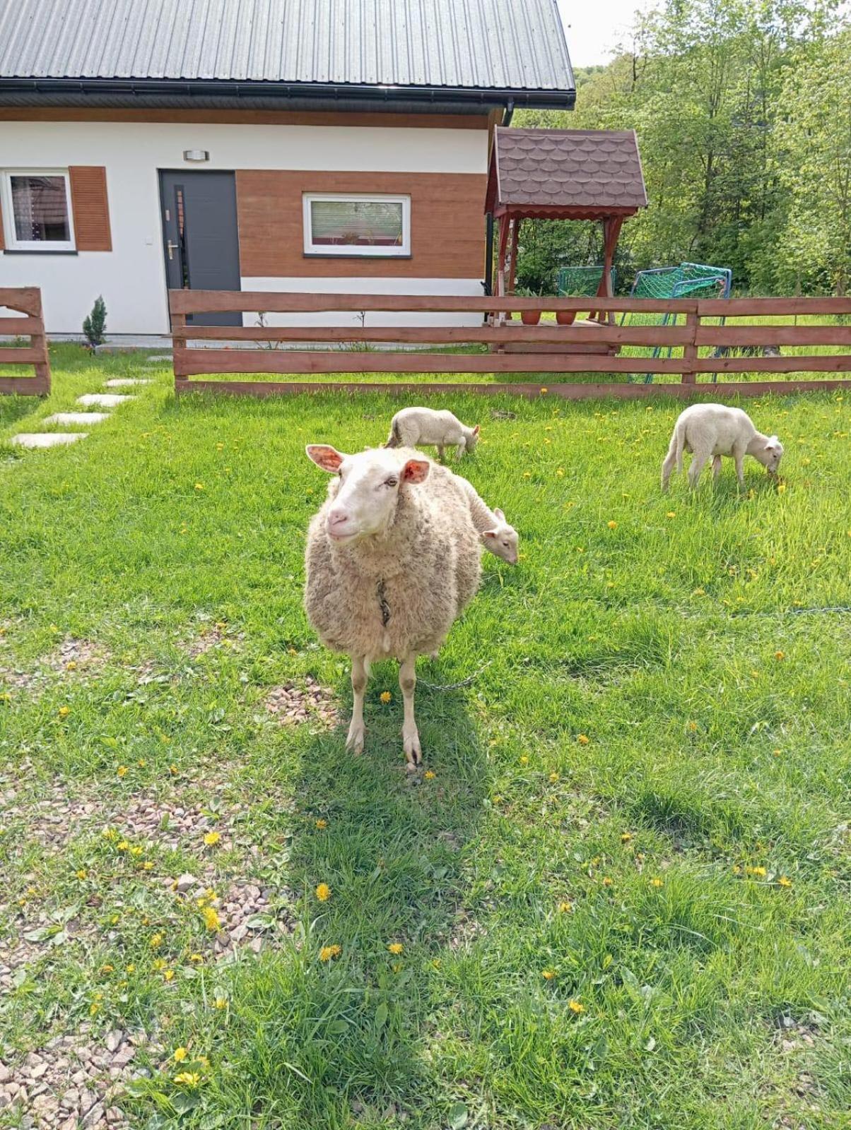 Domek Caloroczny Zagroda Mlynski Sulkowice  Luaran gambar