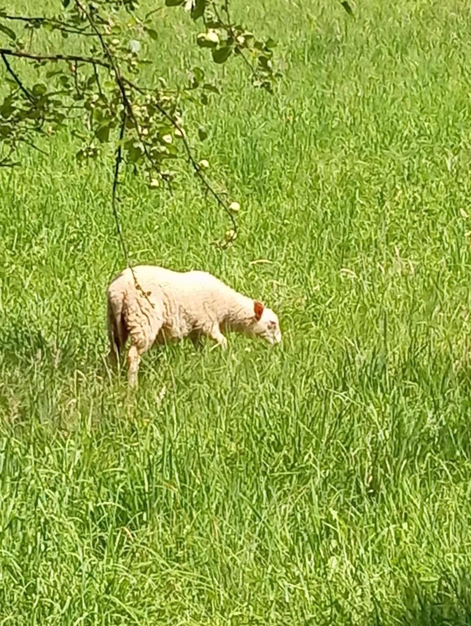 Domek Caloroczny Zagroda Mlynski Sulkowice  Luaran gambar